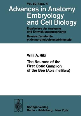 The Neurons of the First Optic Ganglion of the Bee (APIs Mellifera)