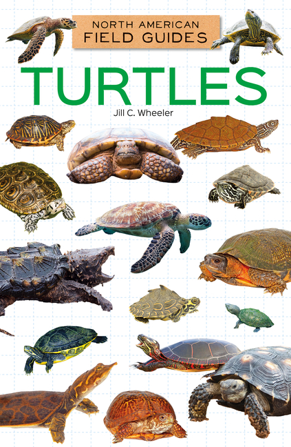 Turtles