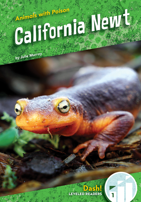 California Newt