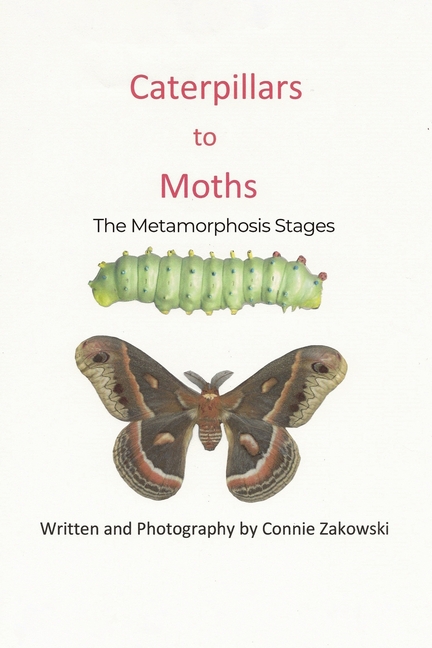 Caterpillars to Moths: The Metamorphosis Stages