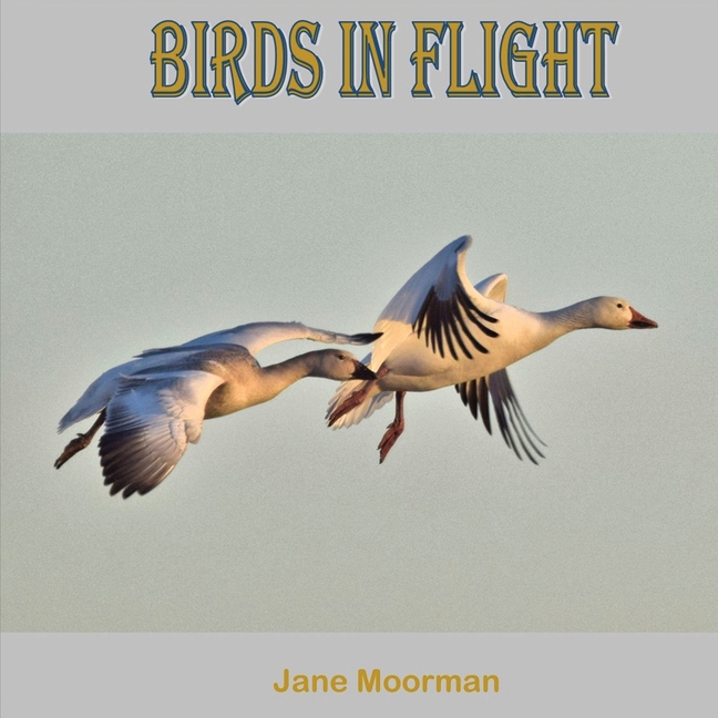 Birds in Flight