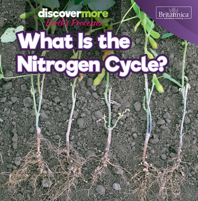 What Is the Nitrogen Cycle?