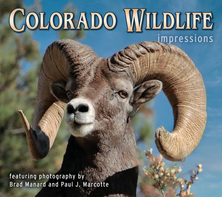 Colorado Wildlife Impressions