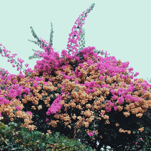 Jay Som - Turn Into (CD)