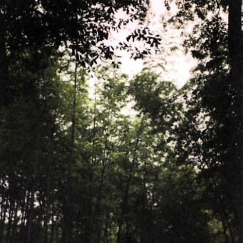 Wooden Spires