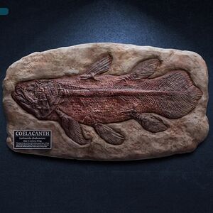 Wonders of the Wild Series - Coelacanth Fossil Replica Statue