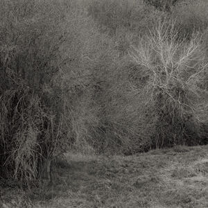 Atrophies For Piano - White
