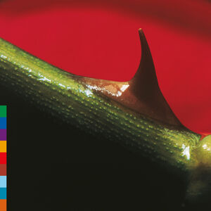 Night Song - Green