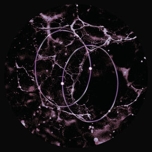 Echolocation