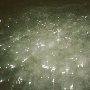 Sirene