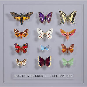 Lepidoptera