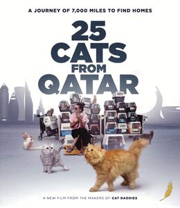 25 Cats from Qatar