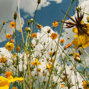 You Are Spring! - Yellow