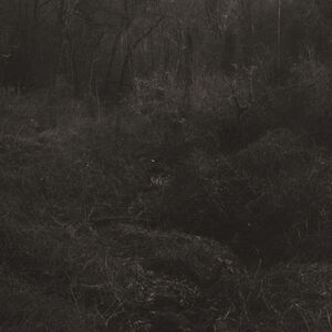 Transient