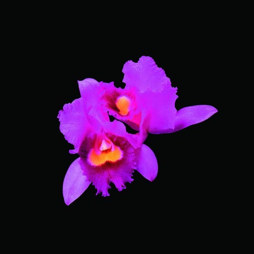 Opeth - Orchid (CD)