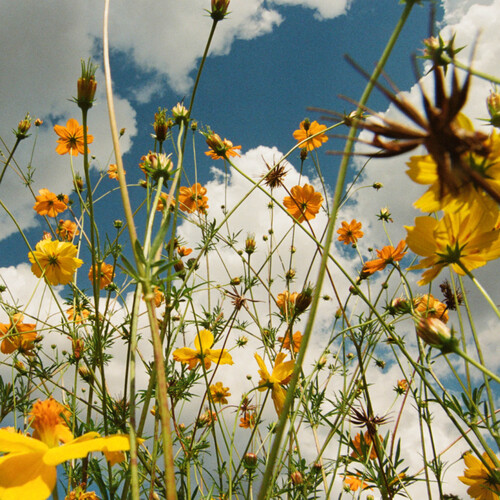 You Are Spring! - Yellow