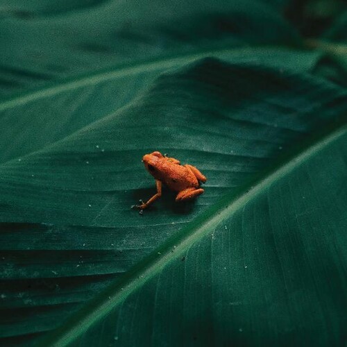 Ingredient